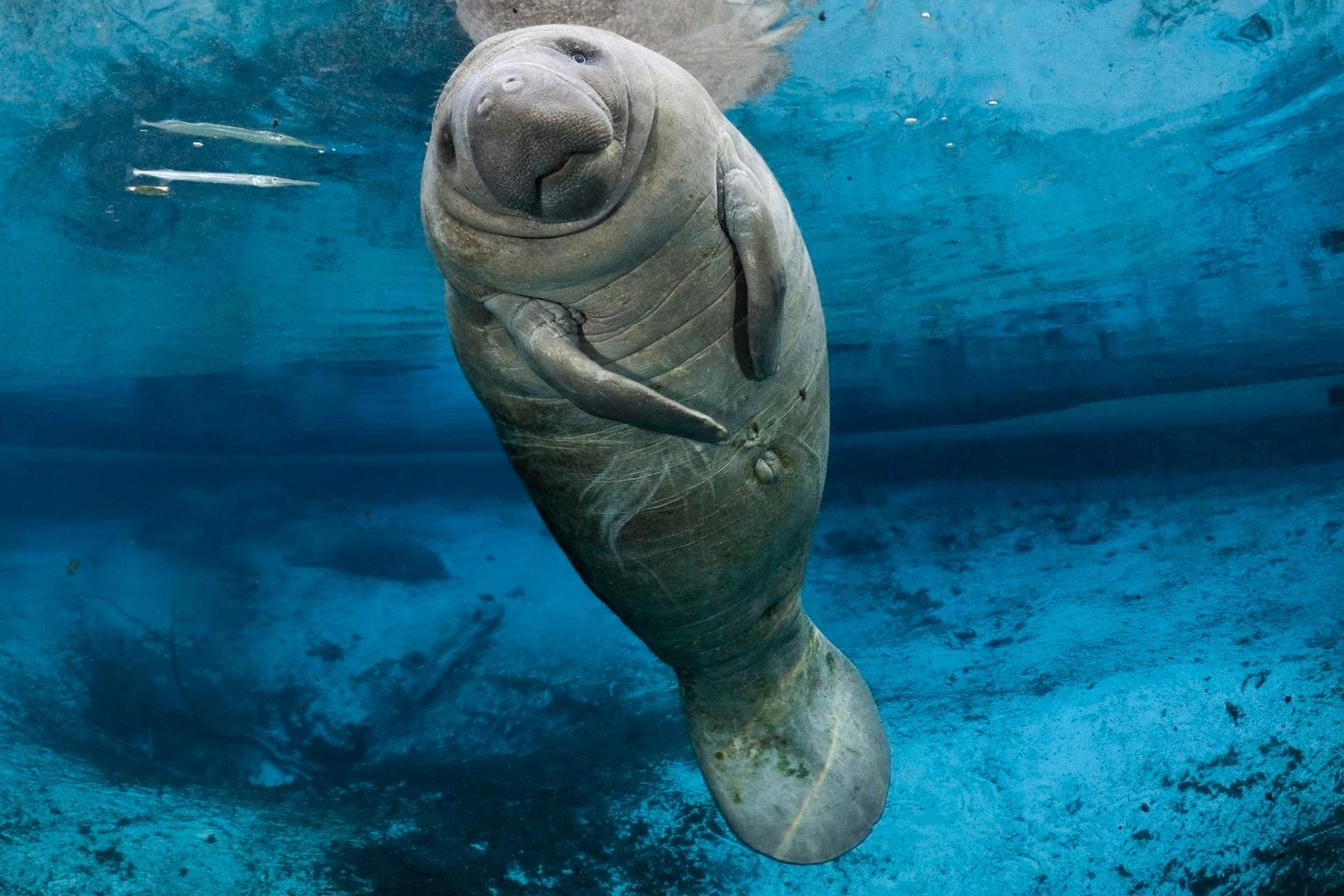 Loai lon bien duoc menh danh dang yeu nhat dai duong hinh anh