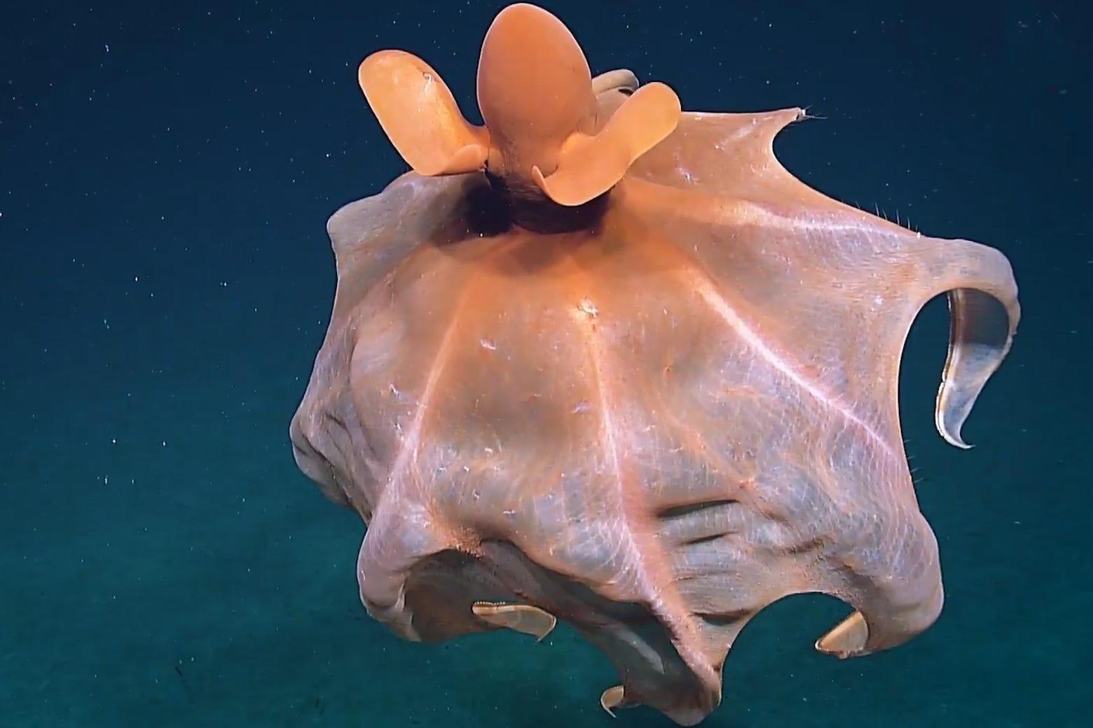 Phat hien loai bach tuoc quy hiem co hinh dang nhu chiec du hinh anh