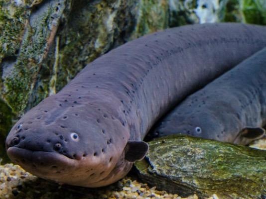 Loai luon dien manh nhat the gioi nao co the phong ra 860 volt? hinh anh