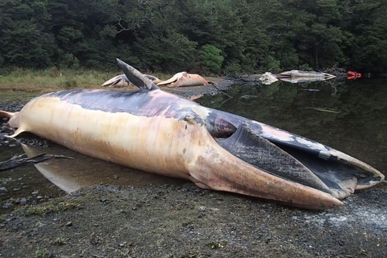 Ca voi mac can lau ngay se the nao? hinh anh