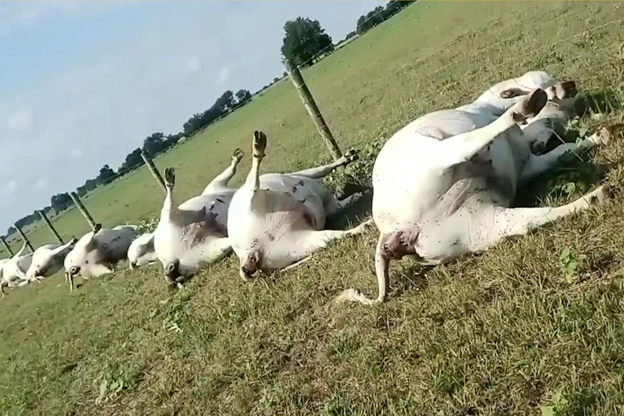 Dan bo chet la liet do set danh hinh anh