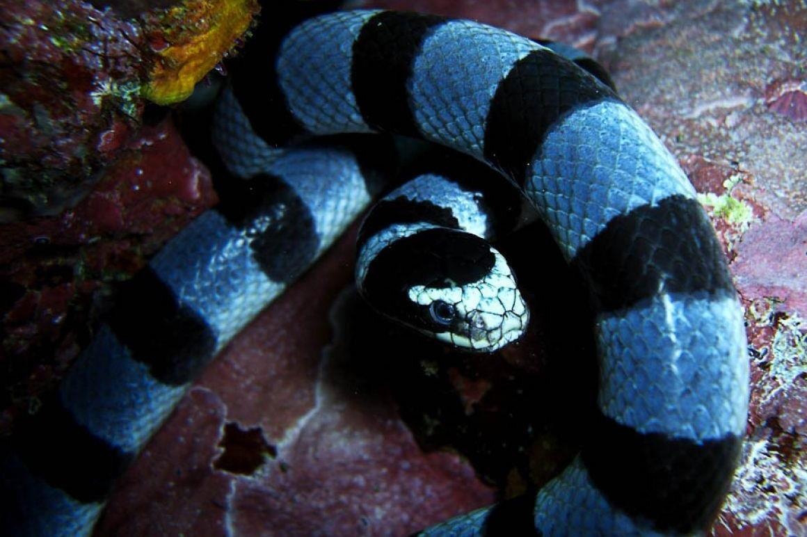 Ran bien doc nhat the gioi, noc co the giet 10 nguoi hinh anh