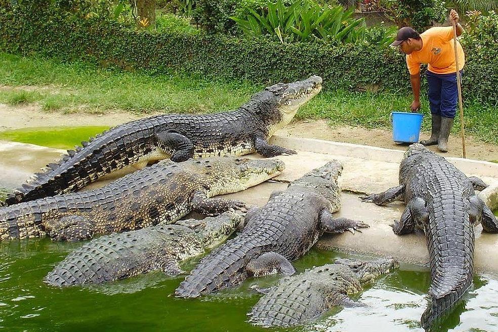 Hien ngang bon thuc an cho dan ca sau ngoai co hinh anh