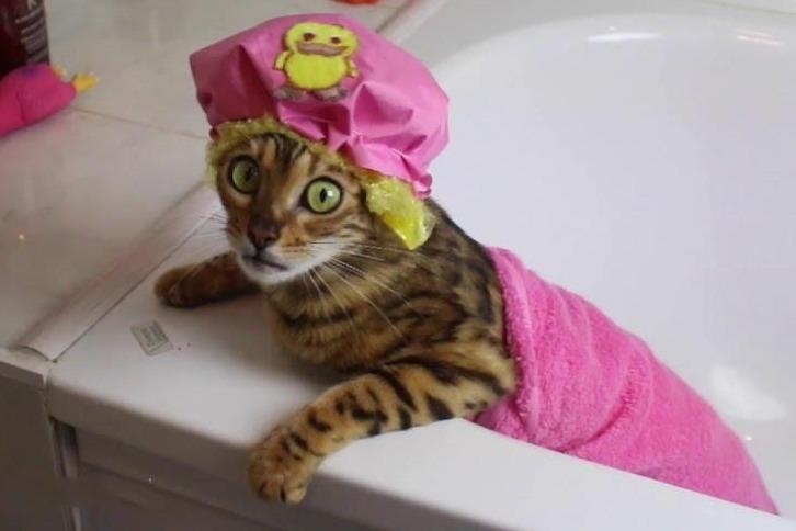 Cuoc song vuong gia cua loai meo dat nhat the gioi hinh anh