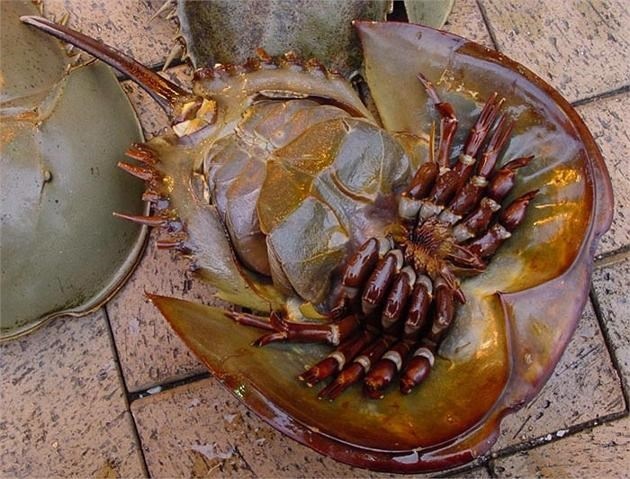 dính như sam ảnh 1 dinh nhu sam anh 1