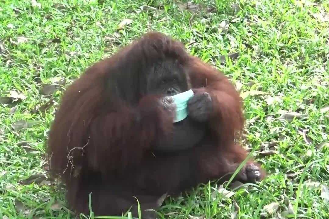 Duoi uoi o so thu deo khau trang chong khoi bui tu chay rung Indonesia hinh anh