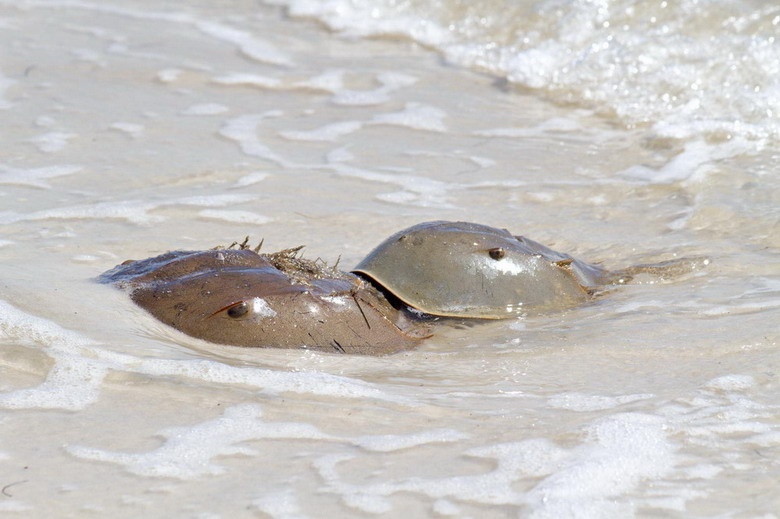 dính như sam ảnh 5 dinh nhu sam anh 5