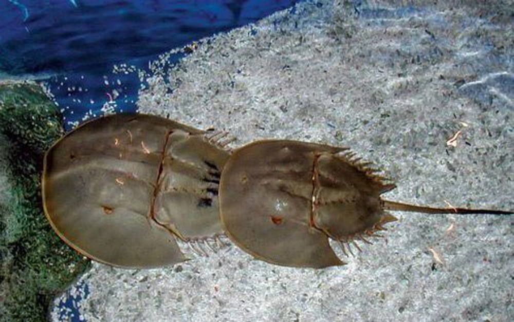 dính như sam ảnh 2 dinh nhu sam anh 2