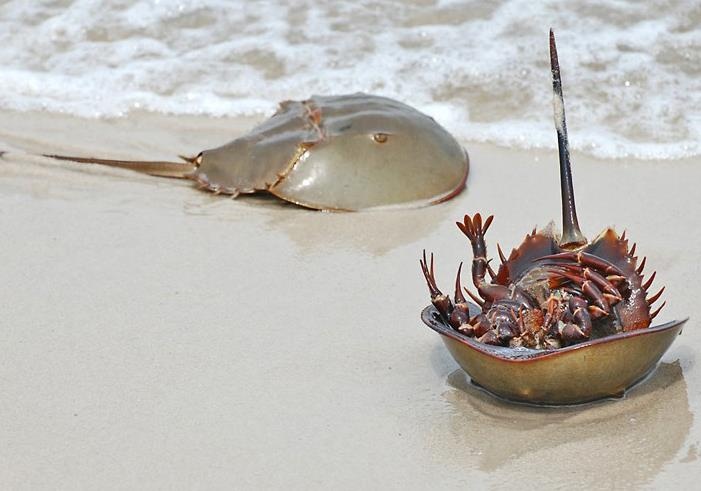 Vi sao dan gian co cau 'dinh nhu sam'? hinh anh