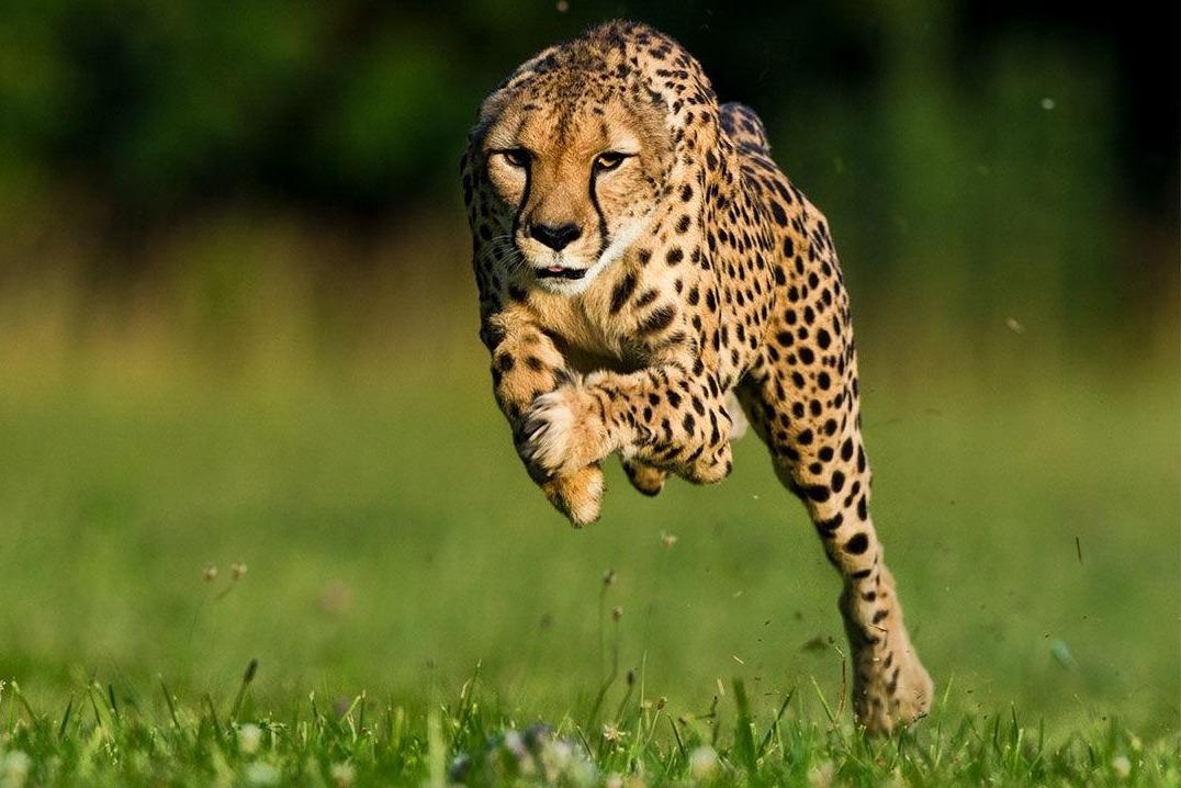 Loai dong vat nao chay nhanh nhat the gioi? hinh anh