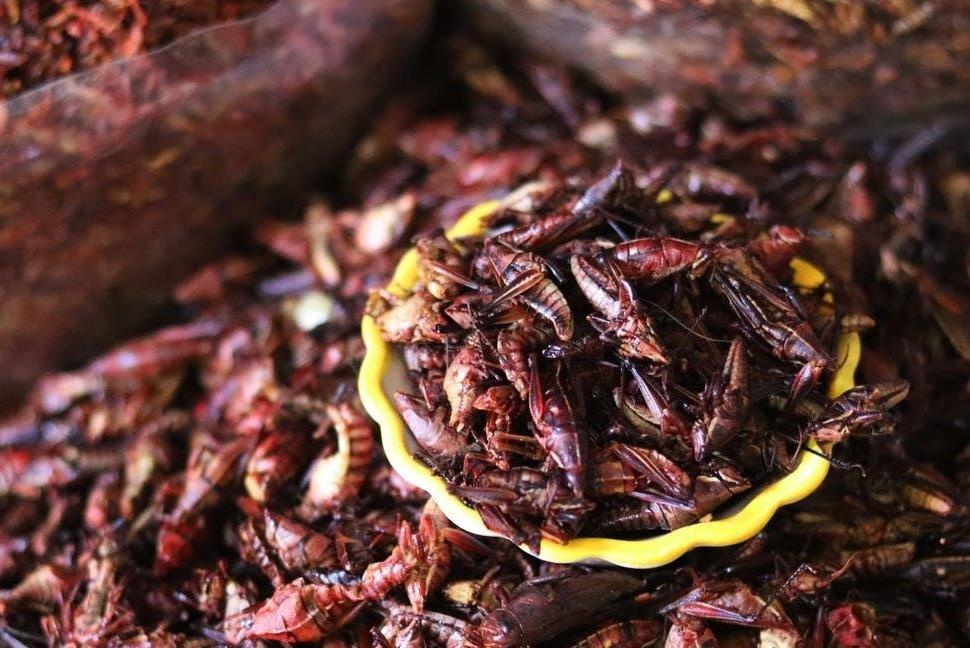 Chau chau xao gion, mon an khong phai ai cung dam thu hinh anh