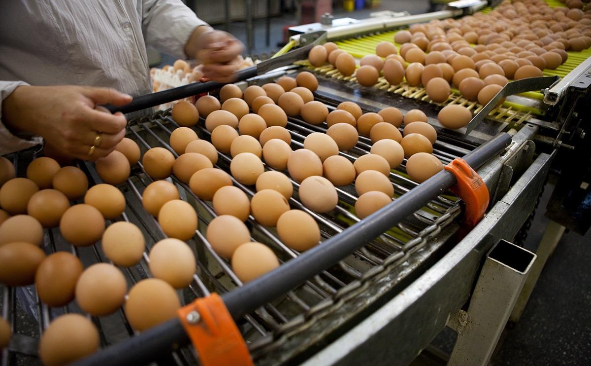 Ben trong nha may san xuat 30.000 qua trung organic moi ngay hinh anh