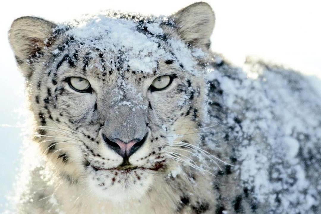 Nhung thuoc phim hiem ve bong ma tren day Himalaya hinh anh