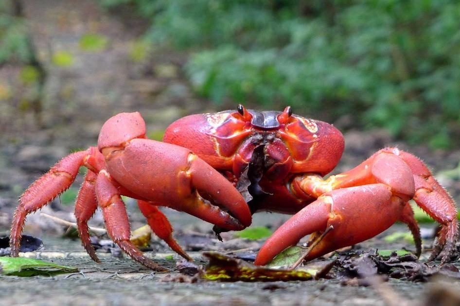 Cach bay kien san moi, an thit het con cua hinh anh