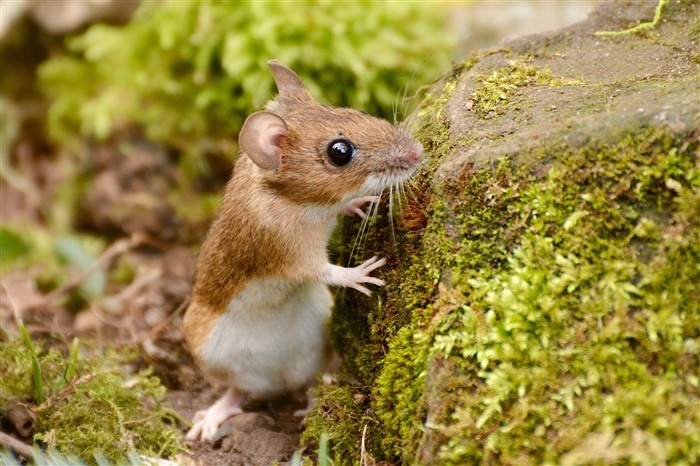 uot nhu chuot lot anh 1