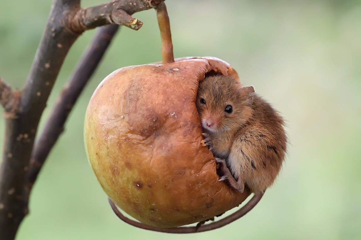 Tai sao co cau thanh ngu 'uot nhu chuot lot'? hinh anh