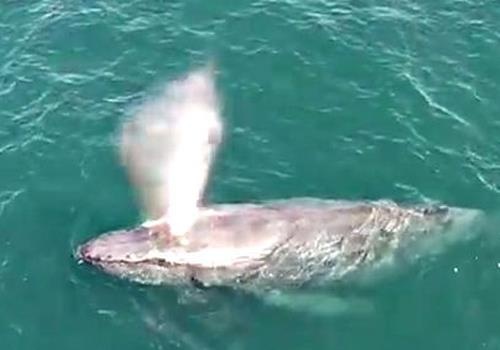 Vi sao ca voi phun nuoc tren dinh dau? hinh anh