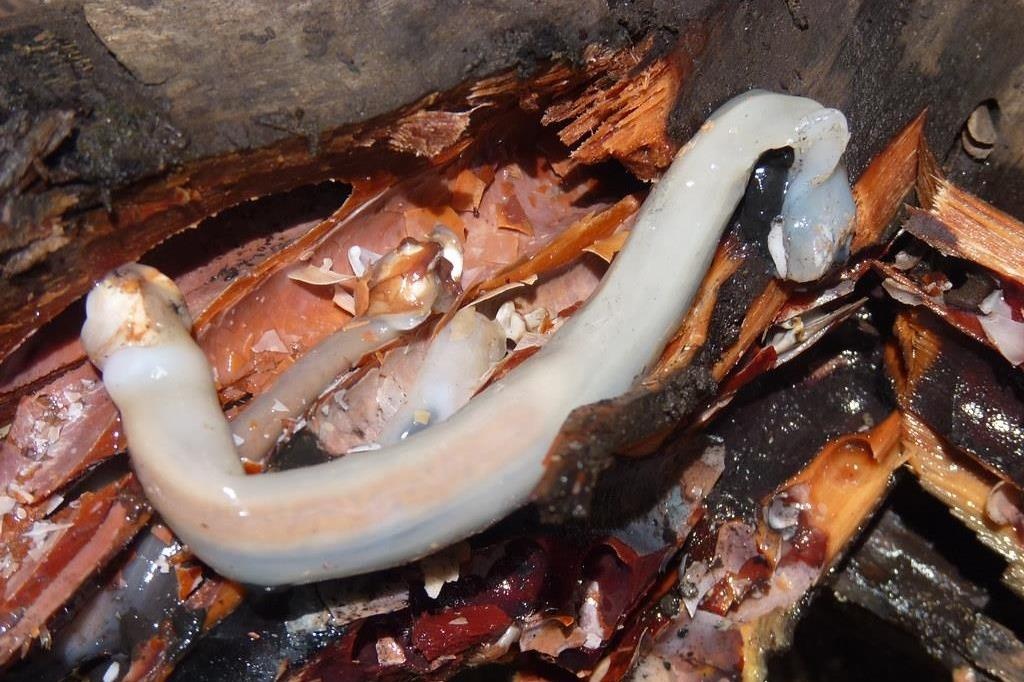 Dac san sau go trong than cay chet cua nguoi Philippines hinh anh