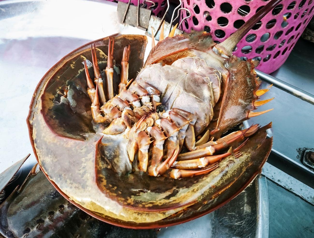 Cua mong ngua va nhieu mon la chi co o khu cho noi Thai Lan hinh anh