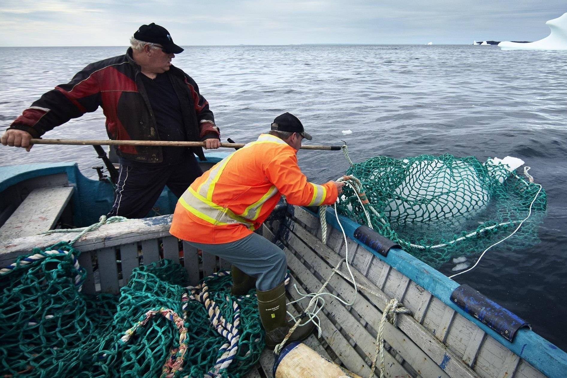 Nghe san vang trang tren Dai Tay Duong hinh anh