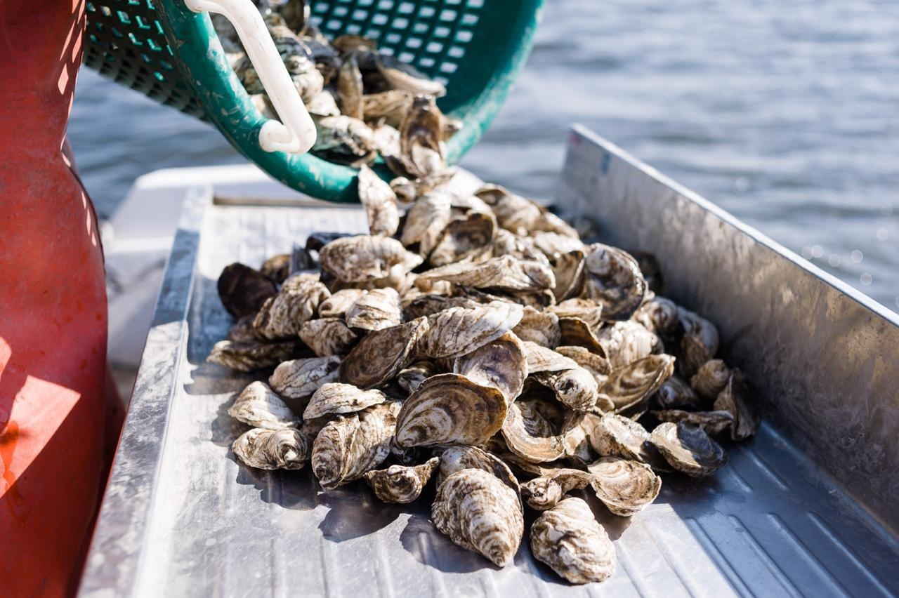 Thuong thuc hau tuoi song giua bien hinh anh