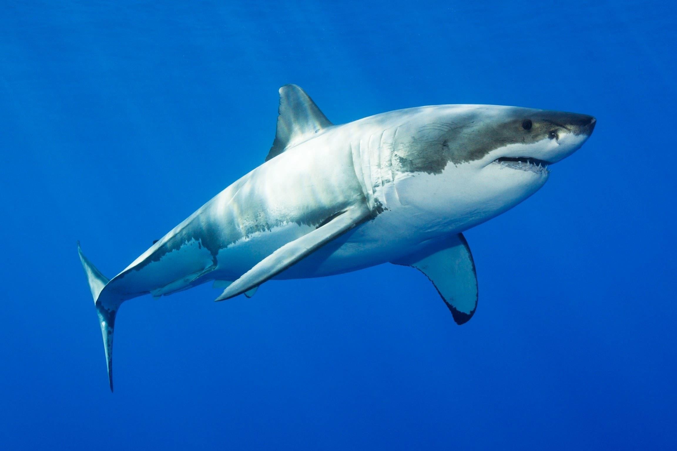 Vi sao ca map khong co xuong? hinh anh