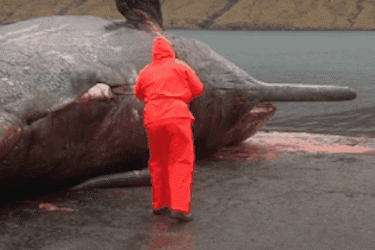 Vi sao xac ca voi phat no? hinh anh