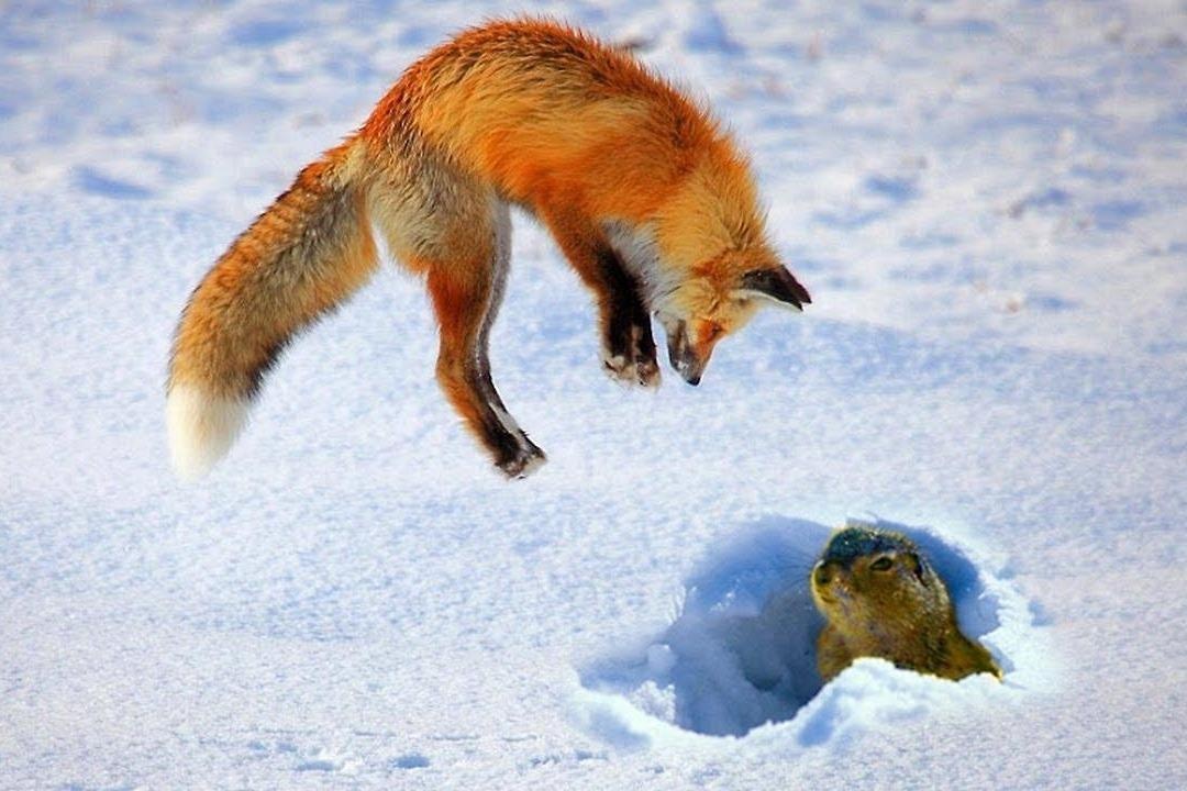 Cach san moi tren tuyet cua cao do hinh anh