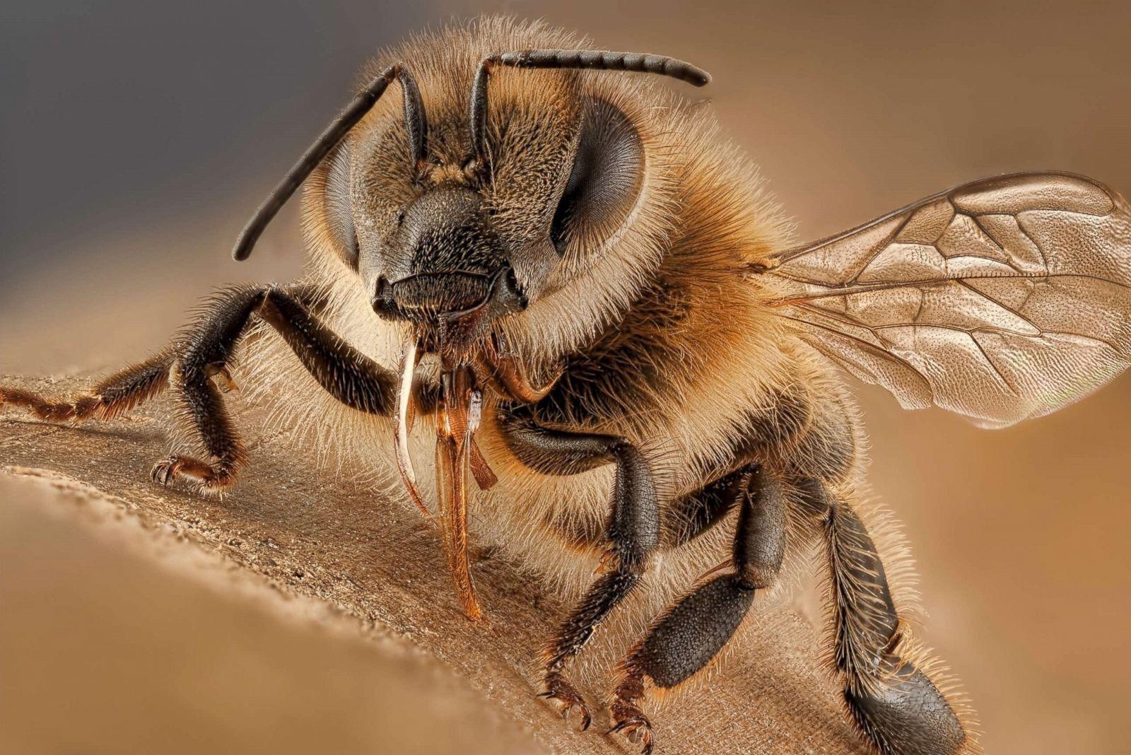 Vi sao ong chet sau khi dot nguoi? hinh anh