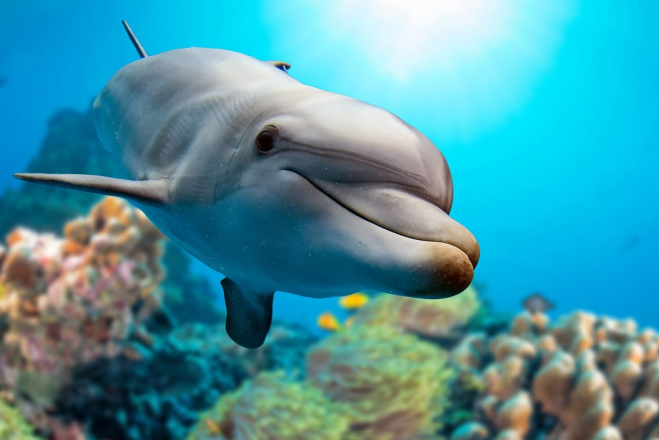 Ca heo co thuc su la loai thong minh nhat the gioi? hinh anh