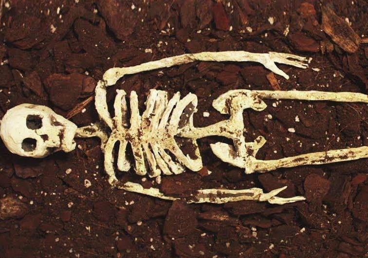 Co the con lai gi sau khi chet 100 nam? hinh anh