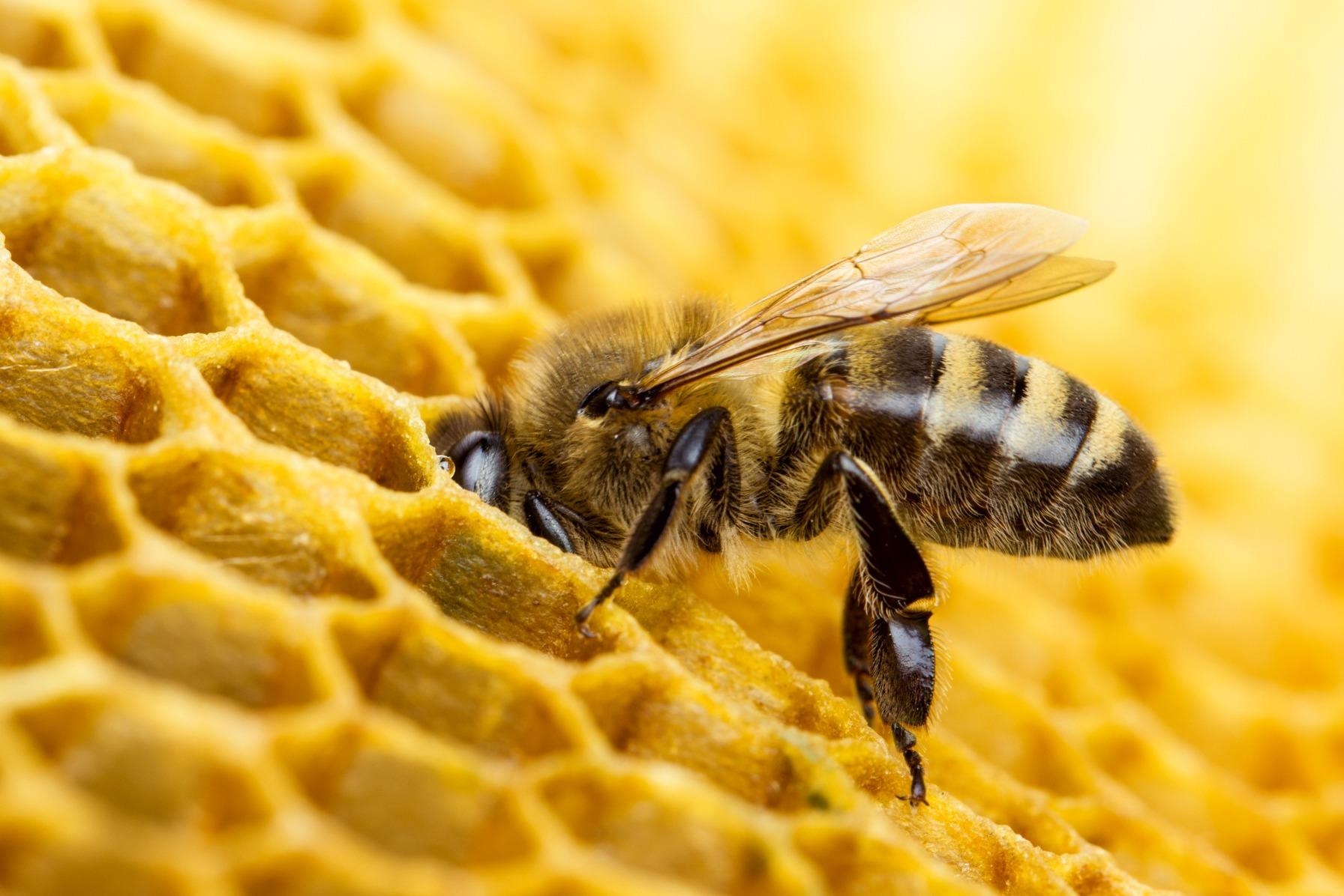 Ong lam mat nhu the nao? hinh anh