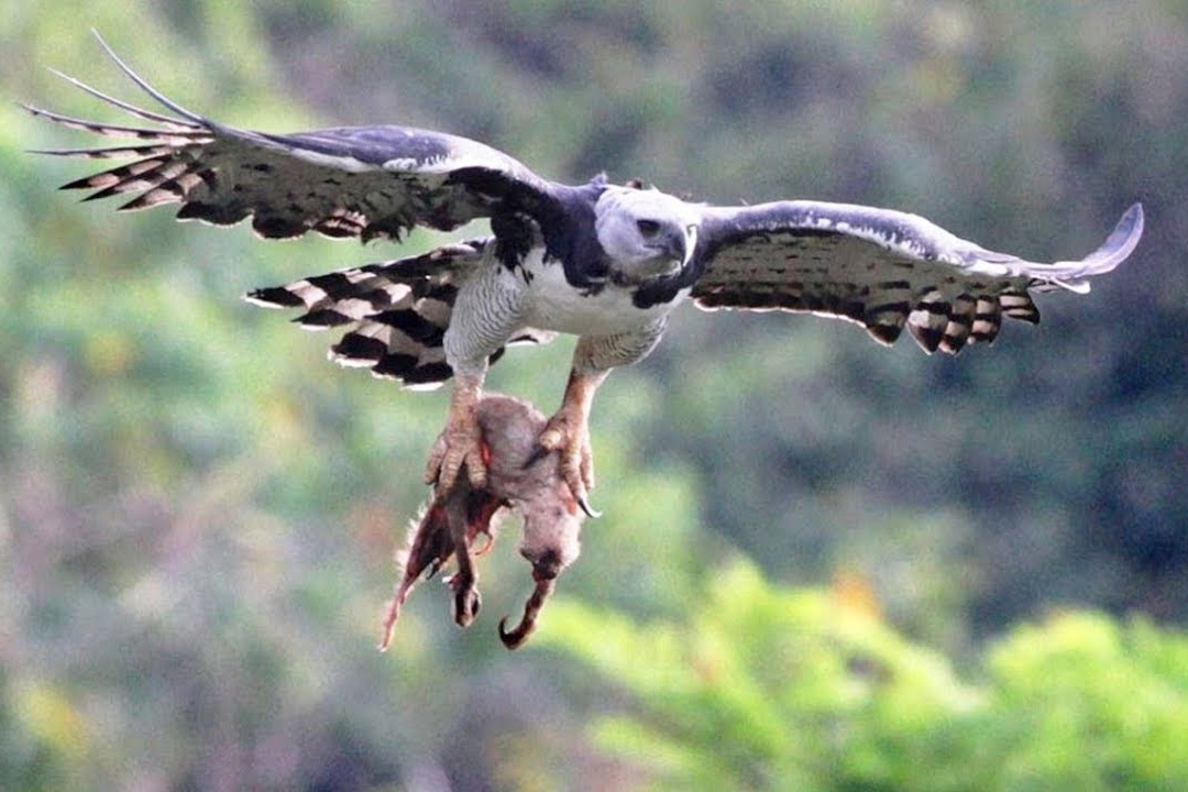 Cach tan cong con moi cua dai bang manh nhat the gioi hinh anh