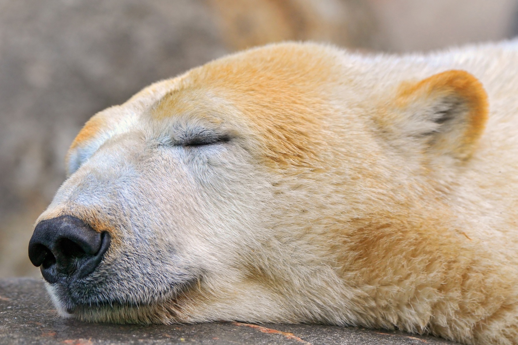 Giai ma hien tuong ngu dong o dong vat hinh anh