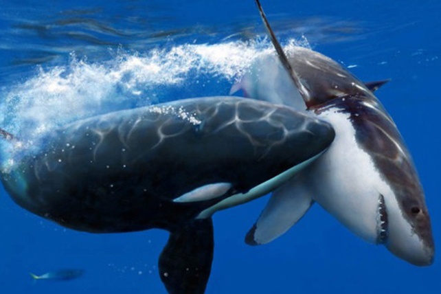 Cach san moi cua ca voi sat thu hinh anh