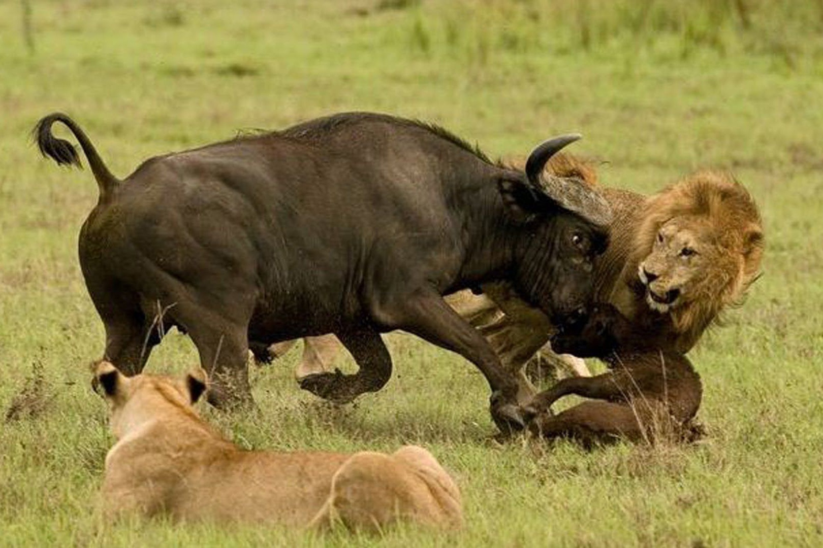 Cach phong thu cua trau rung truoc dan su tu hinh anh