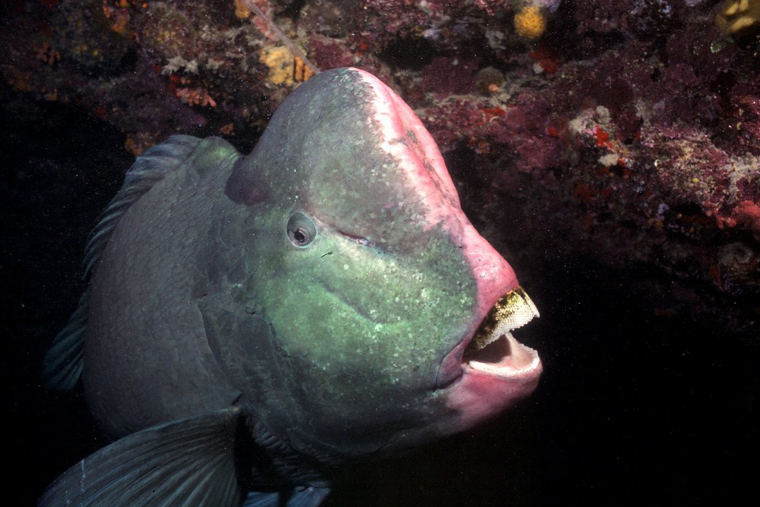 Loai ca so huu rang giong con nguoi, co the can xuyen da hinh anh