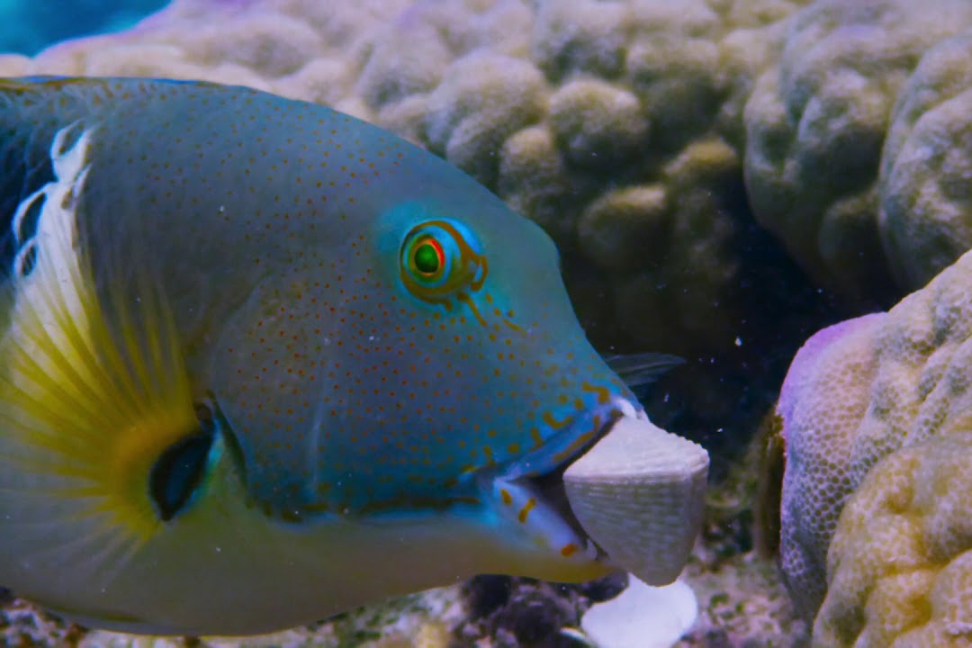 Loai ca co kha nang tach vo so hinh anh