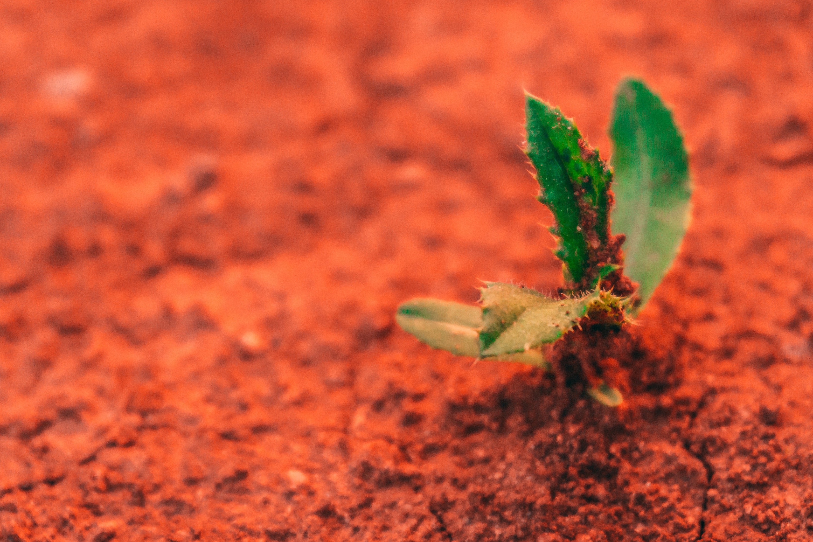 Cuoc song thay doi the nao tren sao Hoa? hinh anh