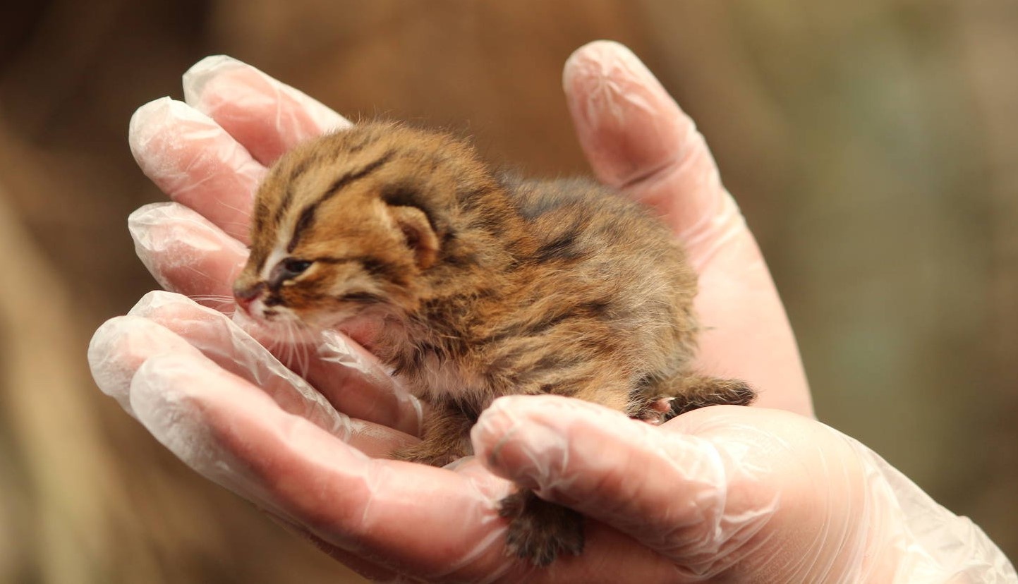 Loai meo nang 1,4 kg, nho nhat the gioi hinh anh