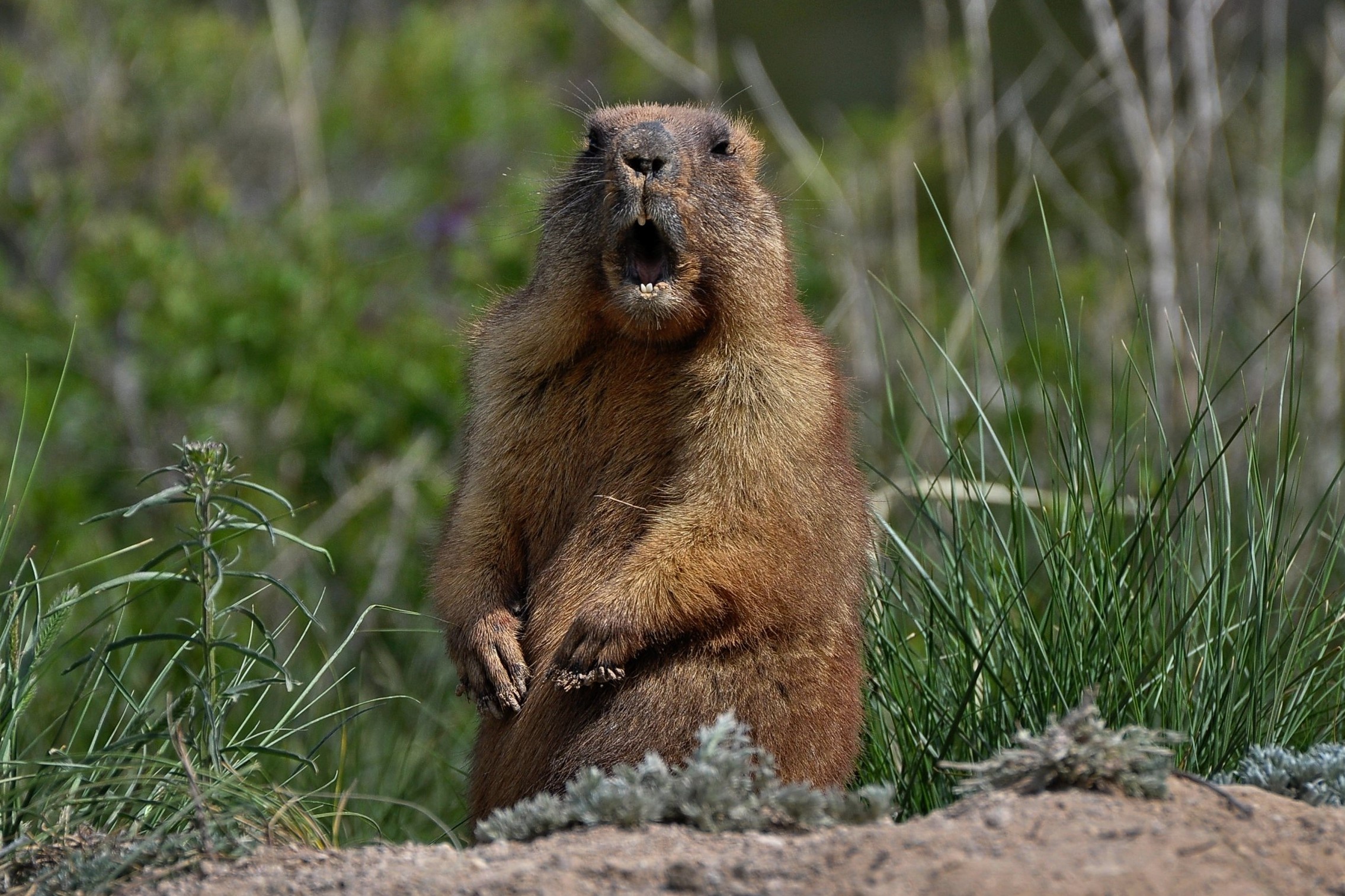 Loai dong vat ngu dong suot 8 thang hinh anh