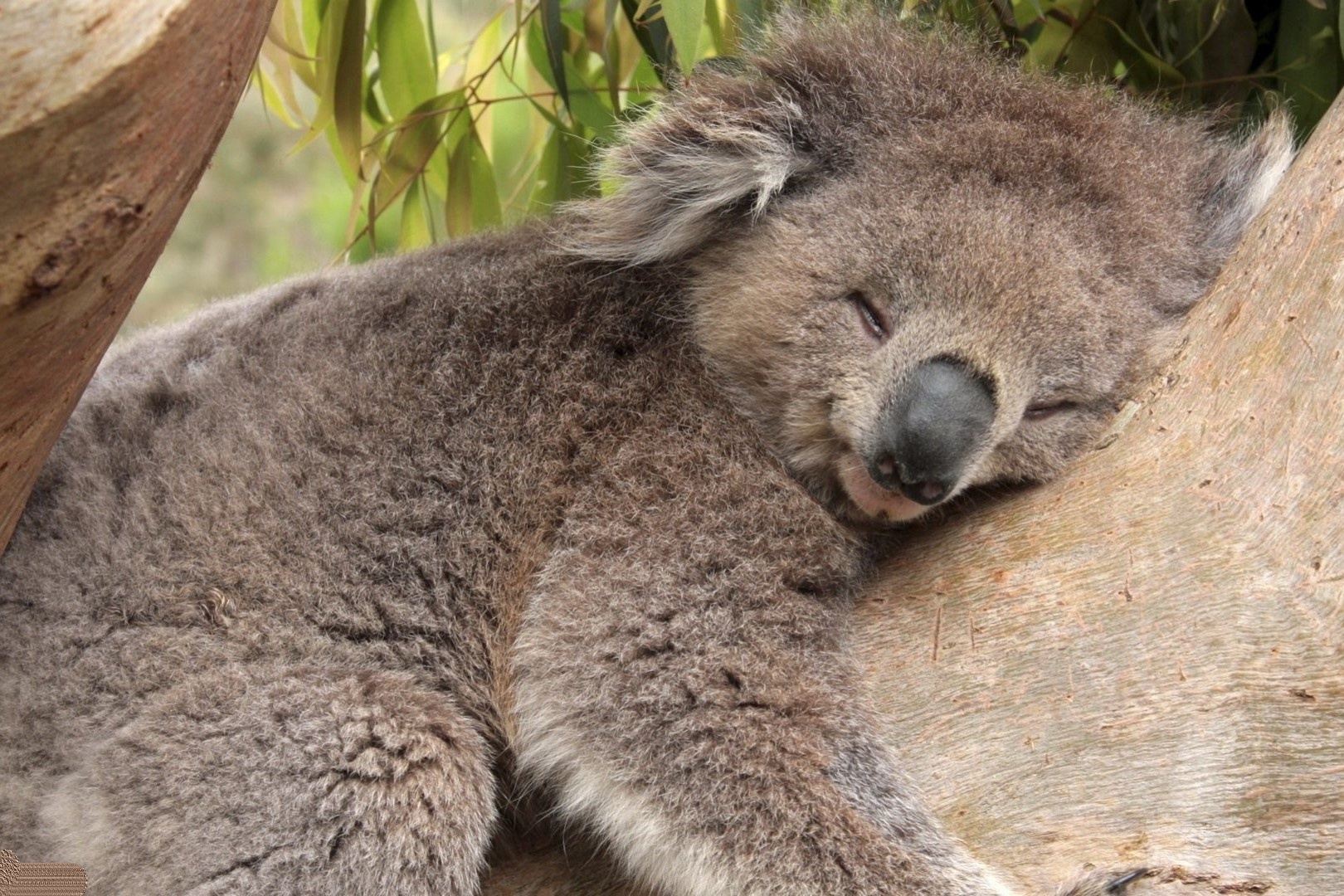 Loai vat nao danh 22 tieng/ngay chi de ngu? hinh anh