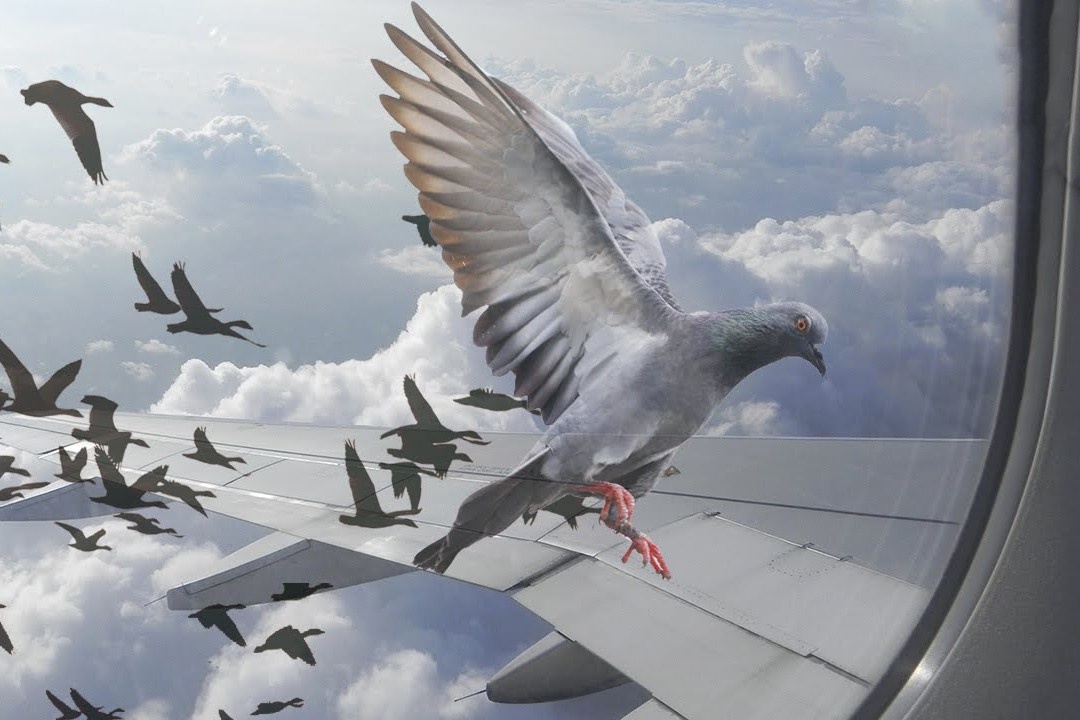 Vi sao chim thuong lao dau vao cua kinh? hinh anh