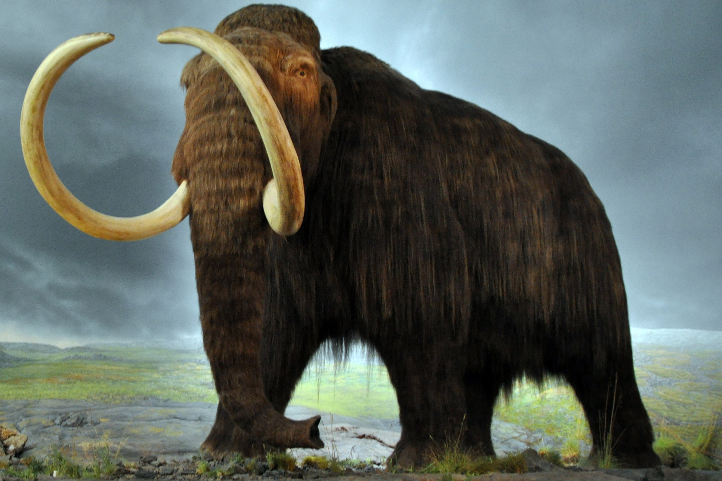 Vi sao dong vat thoi tien su thuong co kich thuoc khong lo? hinh anh