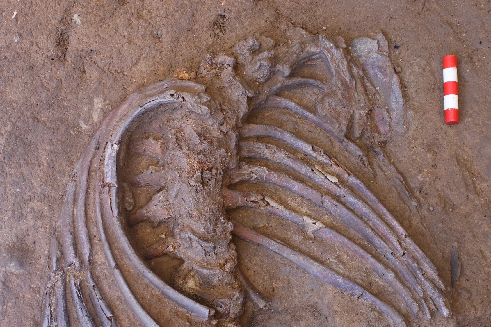 Bo xuong 70.000 nam tiet lo nghi thuc chon xac cua nguoi co xua hinh anh