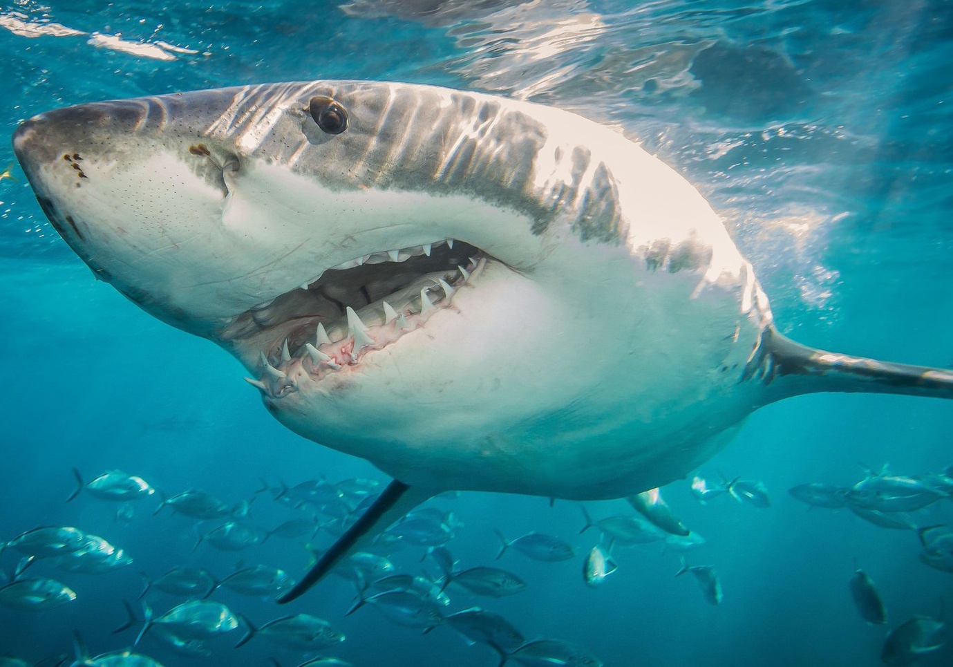 The gioi se ra sao neu khong co ca map? hinh anh