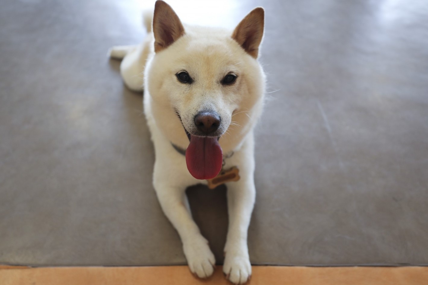 Sinh vien Hong Kong giai toa cang thang nho cho tri lieu hinh anh