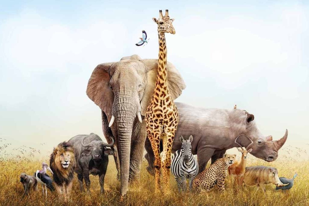 The gioi khong co dong vat se nhu the nao? hinh anh