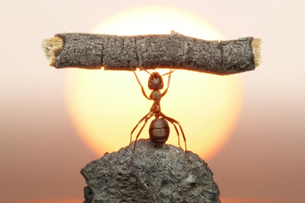 The gioi se ra sao neu nhu khong co loai kien? hinh anh