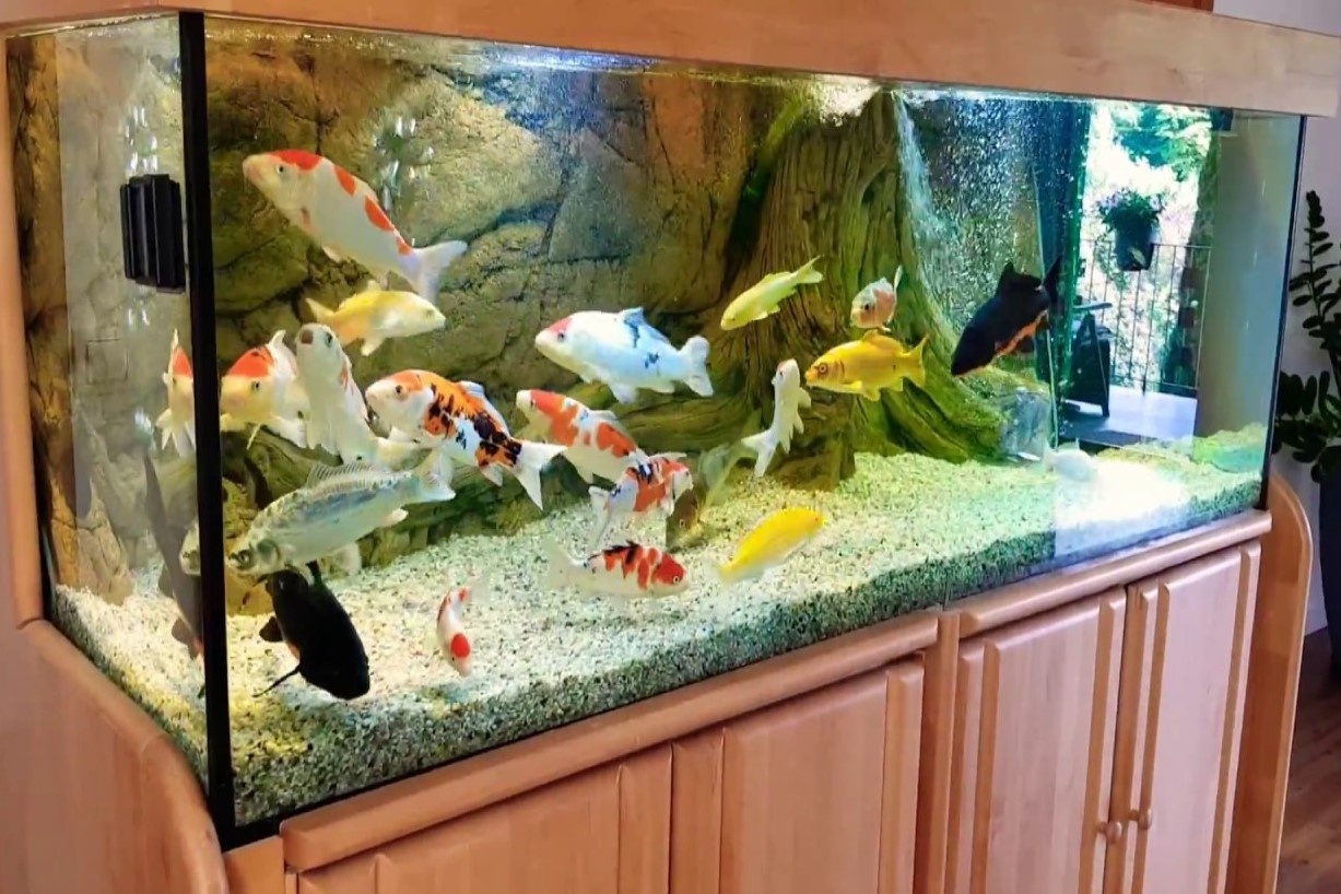 Vi sao nuoc nong co hai cho ca? hinh anh